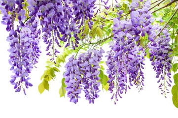 Wisteria flowers