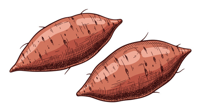 Hand drawn illustration of two whole sweet potatoes with detailed cross hatching and shading in a realistic vintage sketch style.