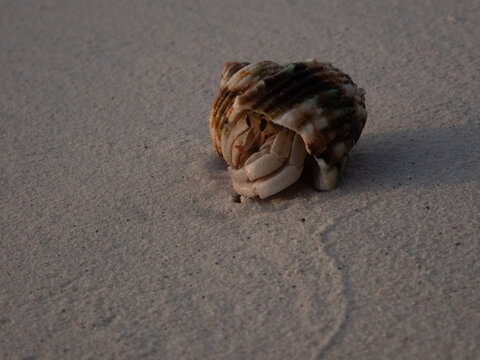 Hermit Crab on Sandy Ocean Floor, Maldives