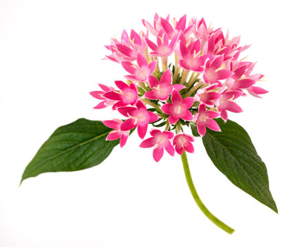 fEgyptian starcluster flowers