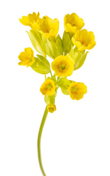 Primula veris yellow flower isolated on white background