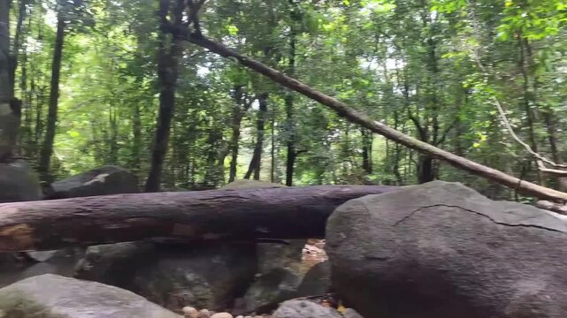 Fallen tree trunk resting across a small flowing stream in a lush tropical rainforest environment with natural rocks and dense green vegetation surrounding the peaceful and serene woodland water lands