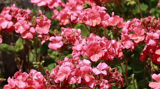 Pink geranium flowers swaying in wind in outdoor garden
