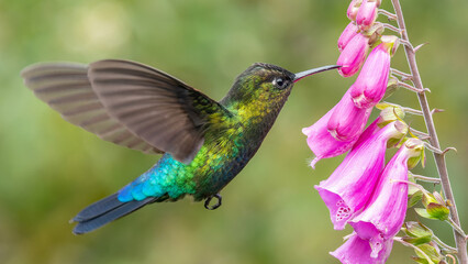 Colorful bird © Tajina