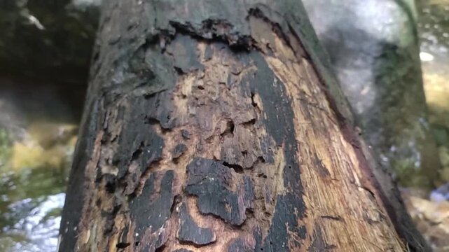 Close up view of a decaying fallen tree log texture showing weathered bark and complex patterns in a natural forest setting captured in a smooth cinematic motion video clip sequence