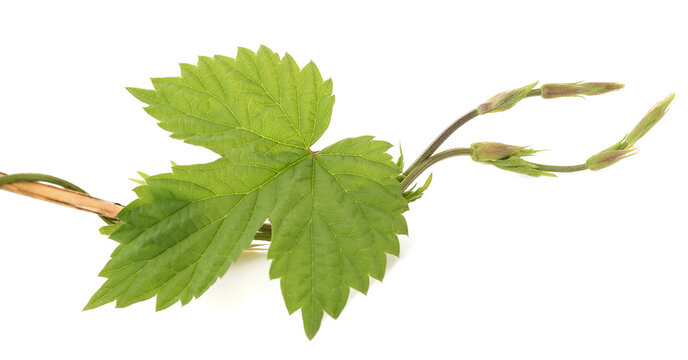 Young hops buds