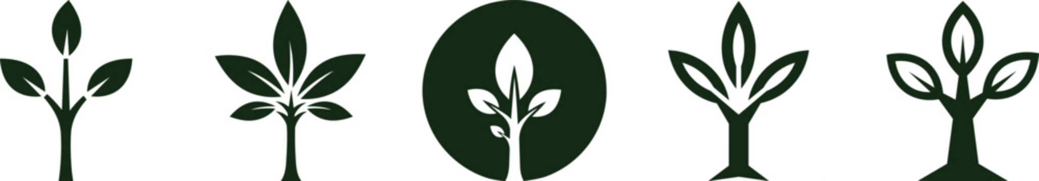 Simplified Sidra tree silhouette and line art collection, Minimalist Sidra tree logo leaf edges or trunk details, for luxury packaging and bottle applications.