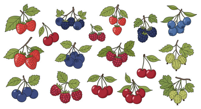Hand drawn botanical illustrations of various berry types like strawberries blueberries raspberries cherries and gooseberries on branches.