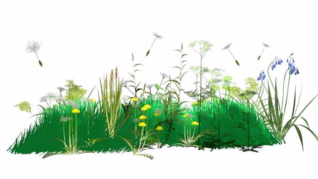 3d animation of wildflowers and plants moving and rotating. Spreading pollen and dandelion seeds that trigger spring allergies. Graphic style with flat colors on a white background.