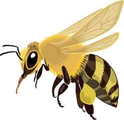 Honey bee (Apis mellifera) flying with extended proboscis and pollen, detailed vector illustration of pollinator isolated on white © Kazakova Maryia
