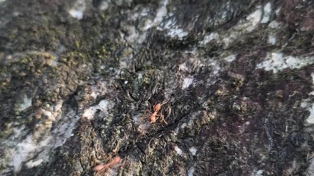 Weaver ants crawling across the textured surface of a rugged tree bark in a natural forest environment captured in high resolution cinematic 4k video footage for professional nature documentary projec