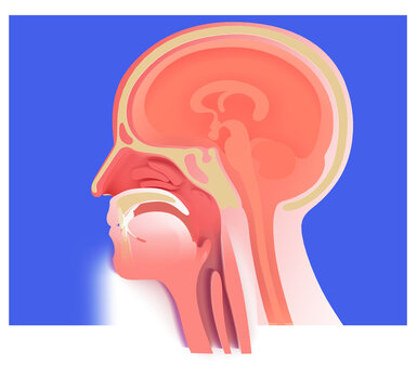 3D illustration of the human upper respiratory system (ENT). Based on the silhouette of a human head with flat and realistic colors. Side view with diverse graphic styles.