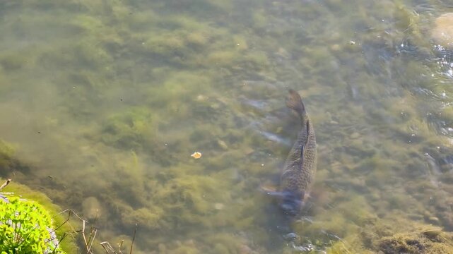 Fish swimming in clear water near the shore of a lake on a sunny day with plants on the bank