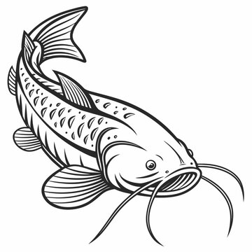 Black and white catfish line art illustration for fishing logo and design