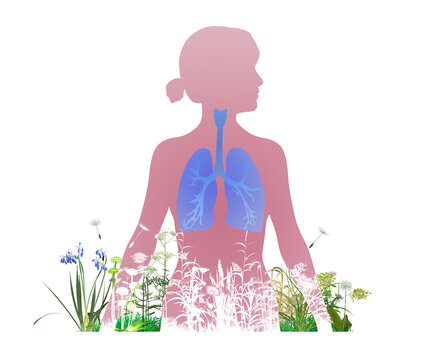 3D illustration of the human respiratory system (ENT and lungs). With wildflowers and pollen floating in the air that trigger spring allergies. Mixed with a woman's silhouette in a gradient color. 
