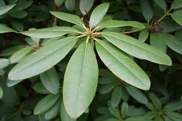 Obraz premium Close up of the bright green leaves of a large Rhododendron plant blooming in a park or garden