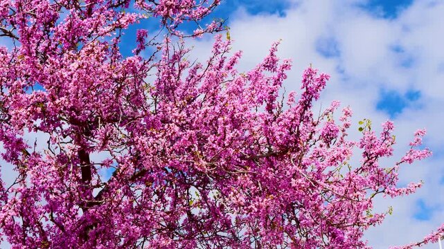 Canadian redbud tree with bright pink blossoms against clear blue sky, vibrant spring atmosphere and natural beauty. Ideal for seasonal content, nature backgrounds and environmental concepts
