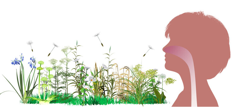 3D illustration of a woman's head profile with the upper human respiratory system (ENT). Alongside wildflowers and pollen floating in the air that trigger spring allergies. 