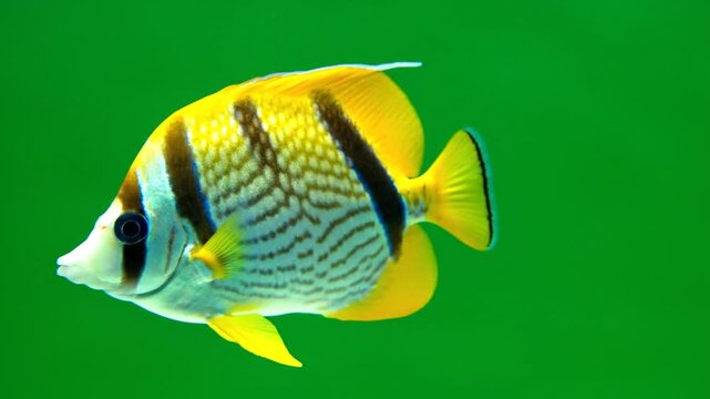 A yellow butterfly fish swims gracefully, with a striped body shape with black eye stripes and dots on its body on a green background