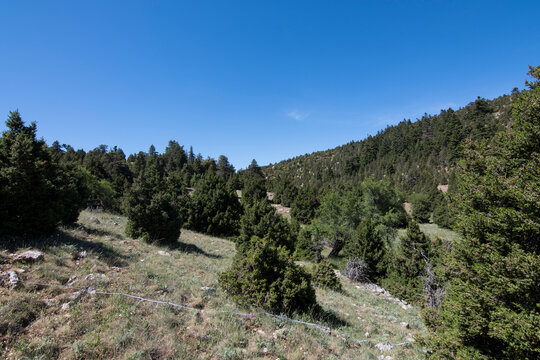 Juniperus drupacea seedlings and mature individuals