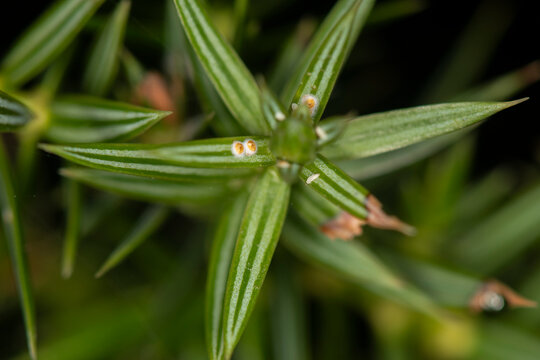 Juniperus drupacea seedlings and mature individuals