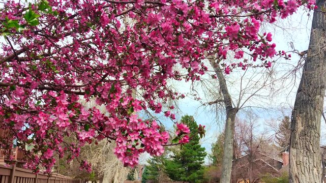 Cherry blossom branches in full spring bloom cascading over a rustic wooden backyard fence 4k video.