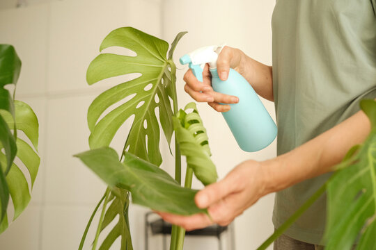 Middle aged woman waters Monstera plant using blue spray bottle. Indoor plant care and maintaining healthy greenery at home