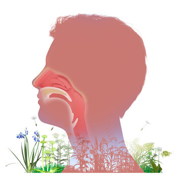3D animated illustration of a man's head profile with the upper human respiratory system (ENT). Graphically mixed with wildflowers and pollen swirling in the air, triggering spring allergies. 