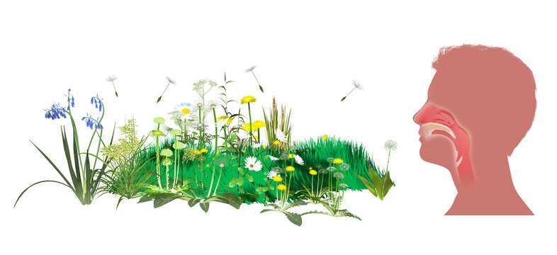 3D illustration of wildflowers and plants moving and rotating. Spreading pollen and dandelion seeds that trigger spring allergies. Graphic style with flat colors on a white background.