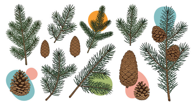 Detailed hand drawn collection of different pine tree branches and brown pine cones with colorful abstract background shapes for decor.