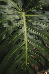 Fototapeta premium Close-Up of Monstera Leaf with Unique Cutouts