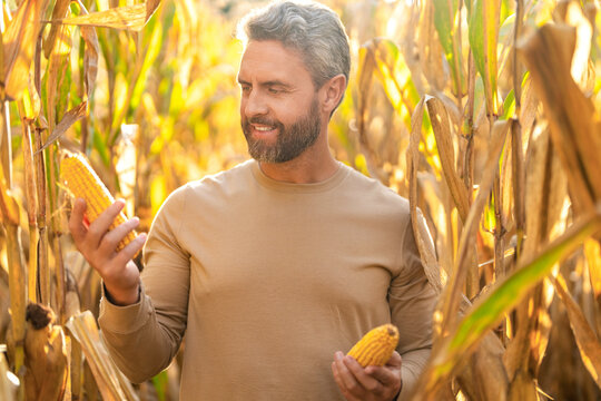 Farmer man on field with maize basket. Hispanic farmer with corn harvest. Maize crop harvest. Maize harvest farming. Farmer man harvesting in corn field. Harvest crop in cornfield. Early corn