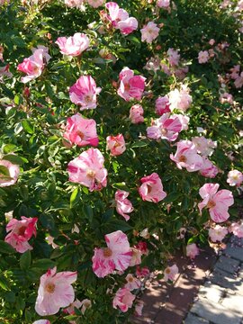 Rosas