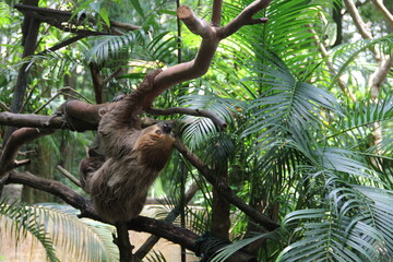 Obraz premium A sloth hangs from a tree in the wild