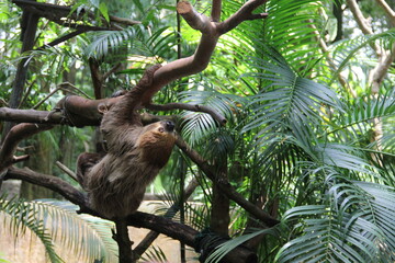 Obraz premium A sloth hangs from a tree in the wild