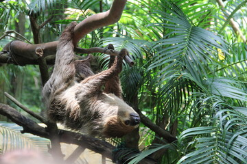 Obraz premium A sloth hangs from a tree in the wild