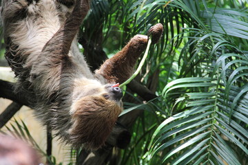 A sloth hangs from a tree in the wild © Andrey