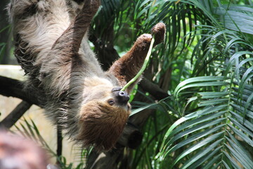 A sloth hangs from a tree in the wild © Andrey