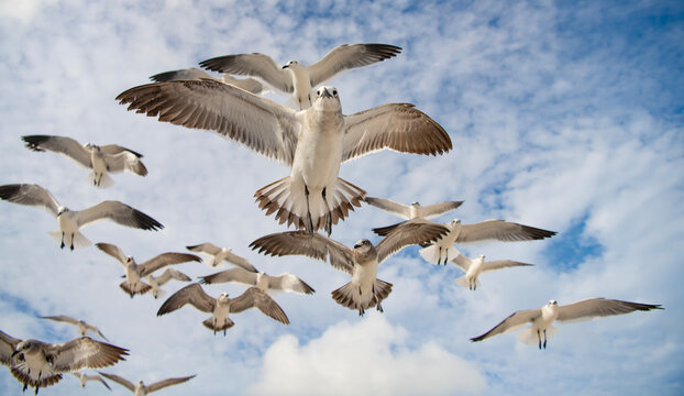Fauna and nature. Seagull bird observing the water. Sea gull with beak and feather. Laughing Gull. Seagull sitting outdoor. Laughing seagull at the sea. Seagull near water. Sea gull bird. Gull in sky