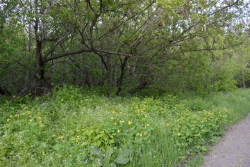 Fototapeta premium Beautiful April weather with colorful landscapes of natural wilderness, plantings, green lines near road, large old trees of acacia, maple, poplar growing in depths of green meadows with tall grasses,