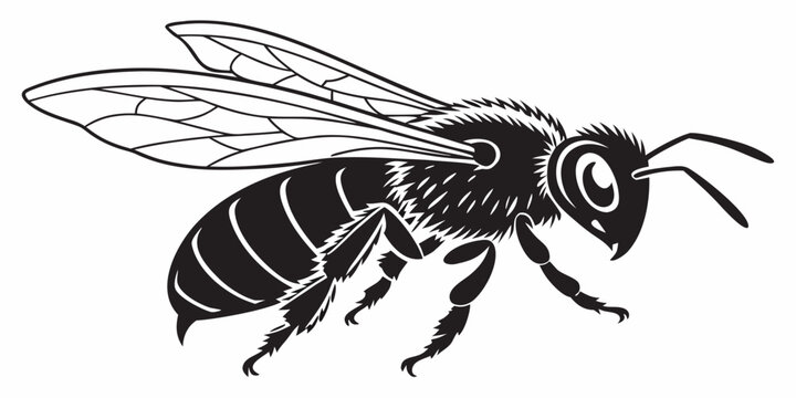 High contrast black and white graphic of a flying honey bee with honeybee wildlife pollinator illustration entomology minimalist environment monochrome silhouette gathering segmented