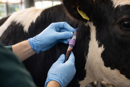 Vet taking blood sample from a cow in modern facility
