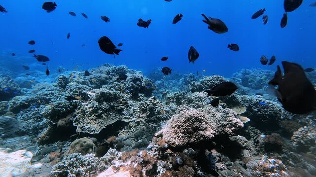 School of Batfish Dispersing in Clear Blue Underwater Tropical Waters
