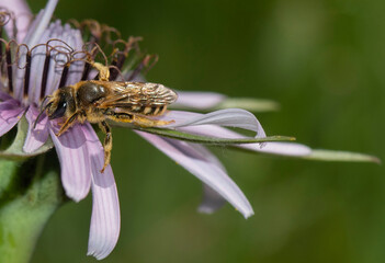 Photographs of the Nature of Greece and the Mediterranean (plants and animals)