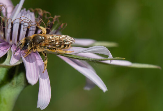 Photographs of the Nature of Greece and the Mediterranean (plants and animals)