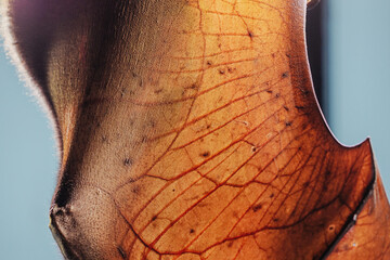 Backlit bat wing showing intricate network of veins and skin, highlighting sensitive membrane and...