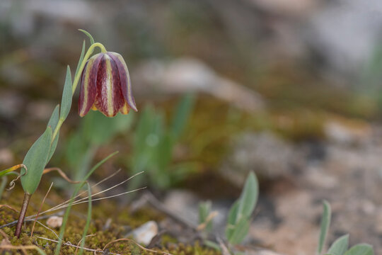 Photographs of the Nature of Greece and the Mediterranean (plants and animals)