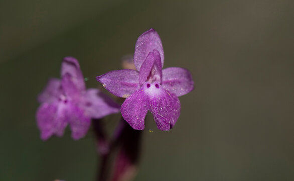 Photographs of the Nature of Greece and the Mediterranean (plants and animals)