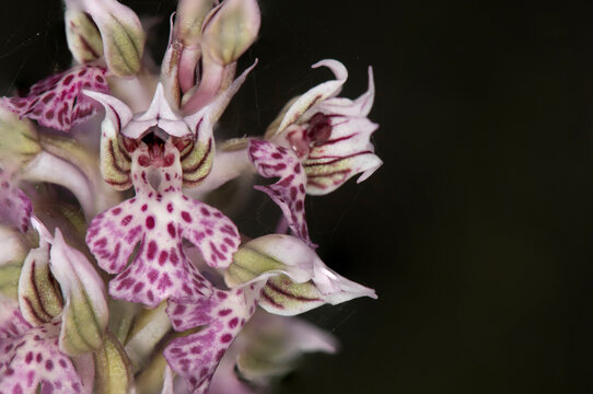 Photographs of the Nature of Greece and the Mediterranean (plants and animals)