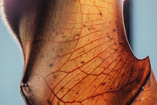 Backlit bat wing showing intricate network of veins and skin, highlighting sensitive membrane and anatomy
